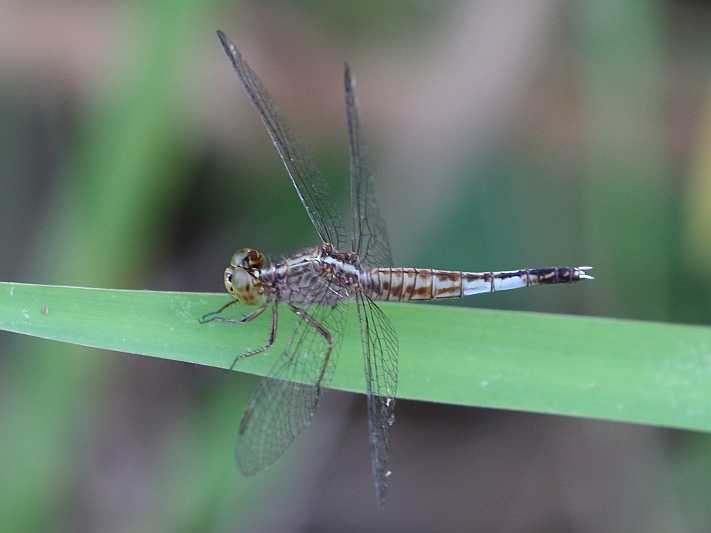 J19_9251 Acisoma panorpoides female.JPG